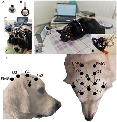 Use of video-electroencephalography as a first-line examination in veterinary neurology: development and standardization of electroencephalography in unsedated dogs and cats